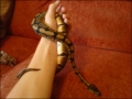 most recent pic ( she in shed atm )
