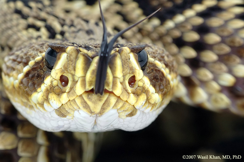 Eastern Diamondback
