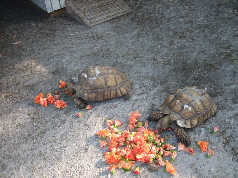 MA and Pa Tort's