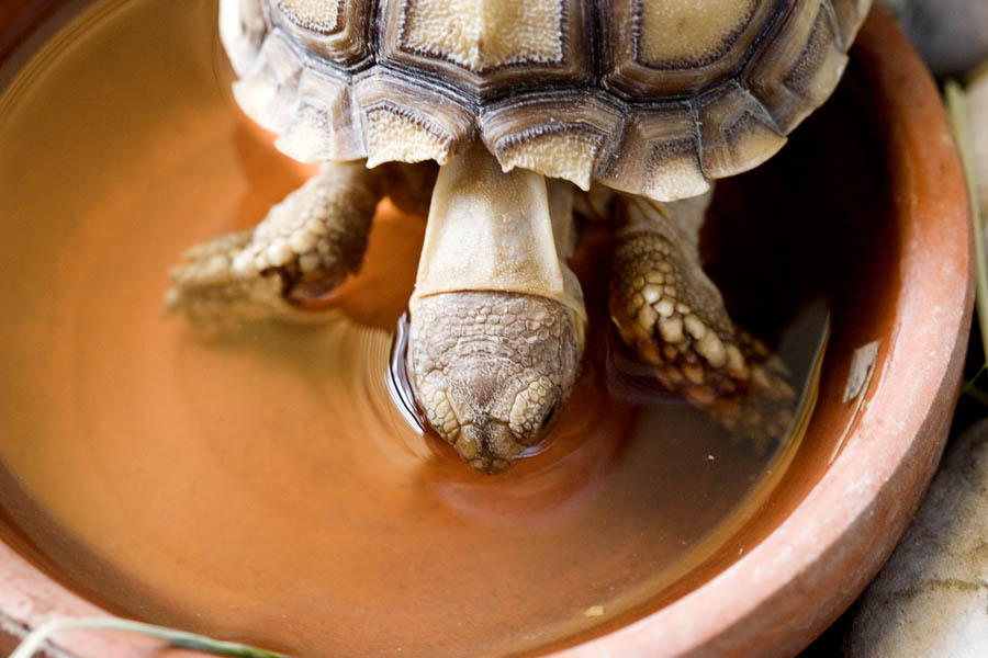 Baby Sulcata