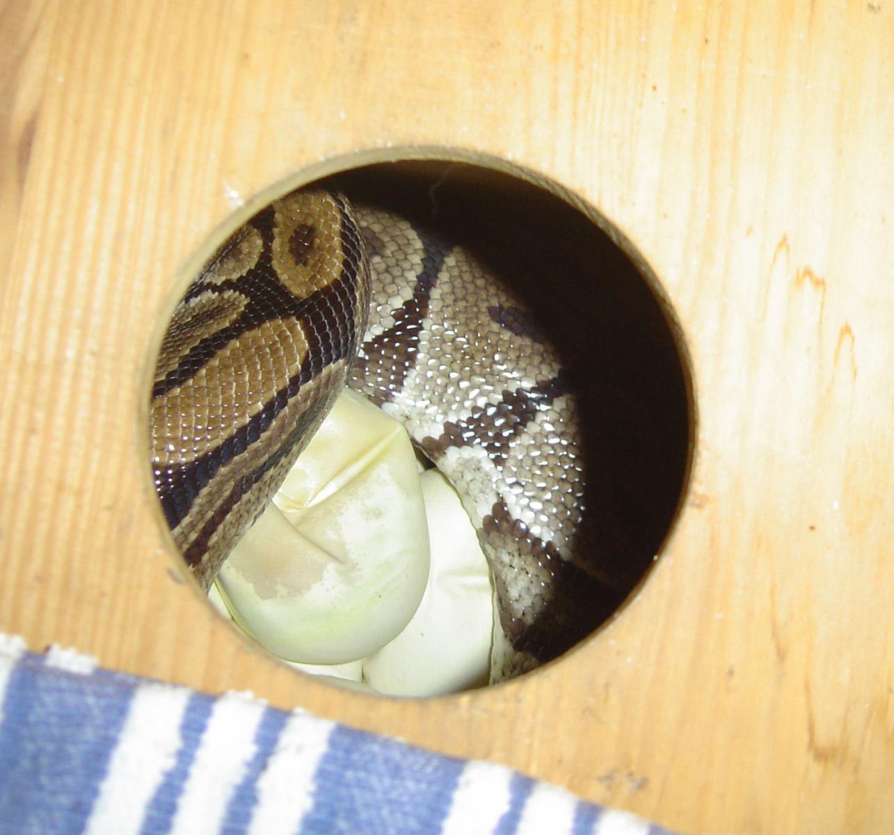 funkyegg
