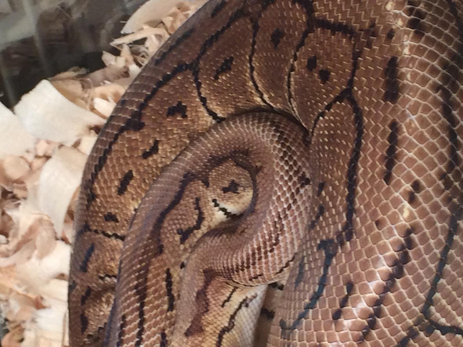 New Snake