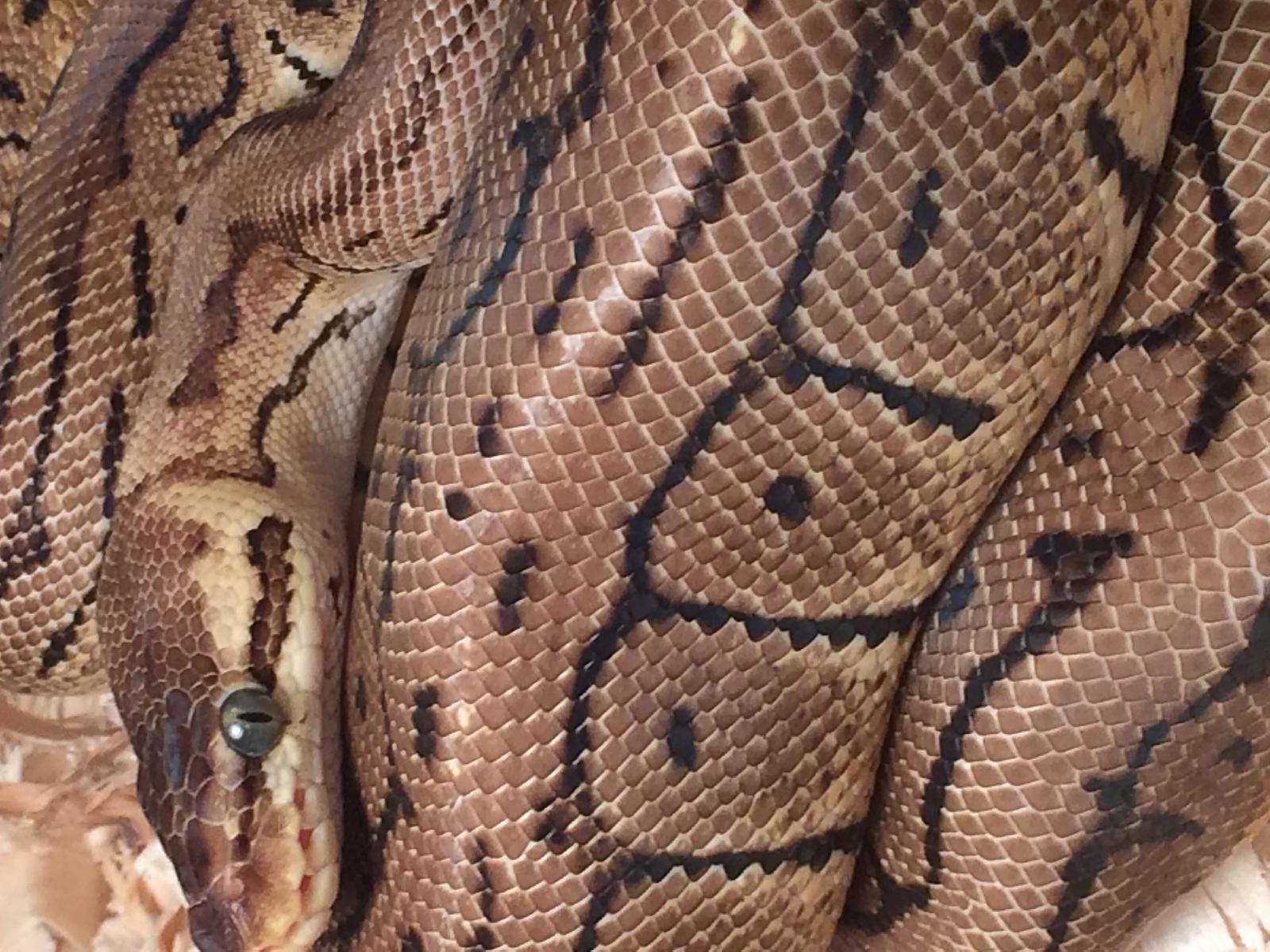 New Snake
