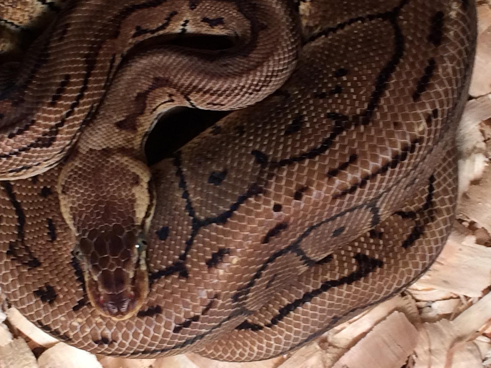 New Snake