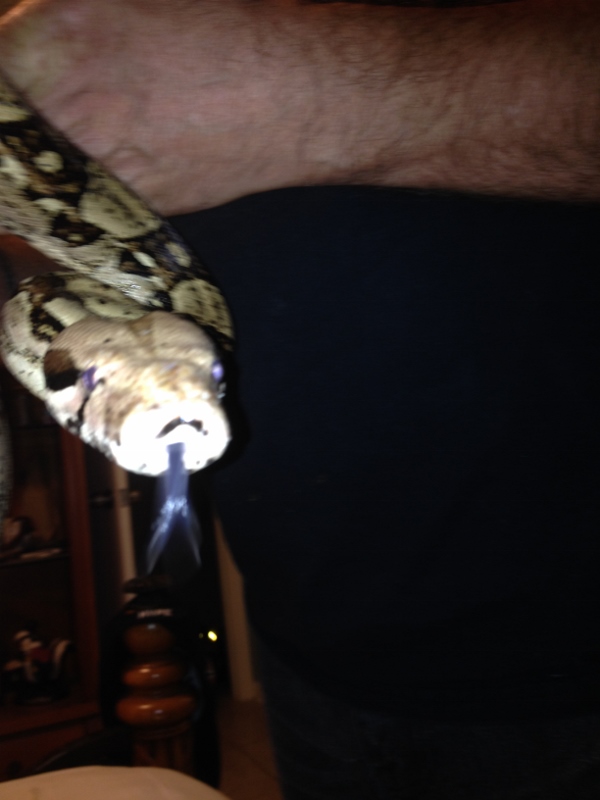 Snake Questions