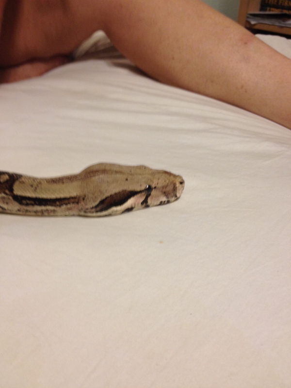 Snake Questions