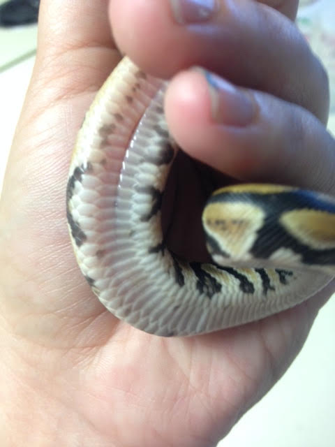 cleft