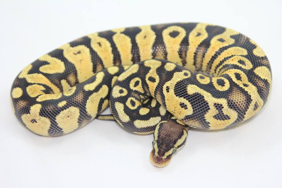 Citrus pastel yb poss flame male