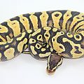 Citrus pastel yb poss flame male