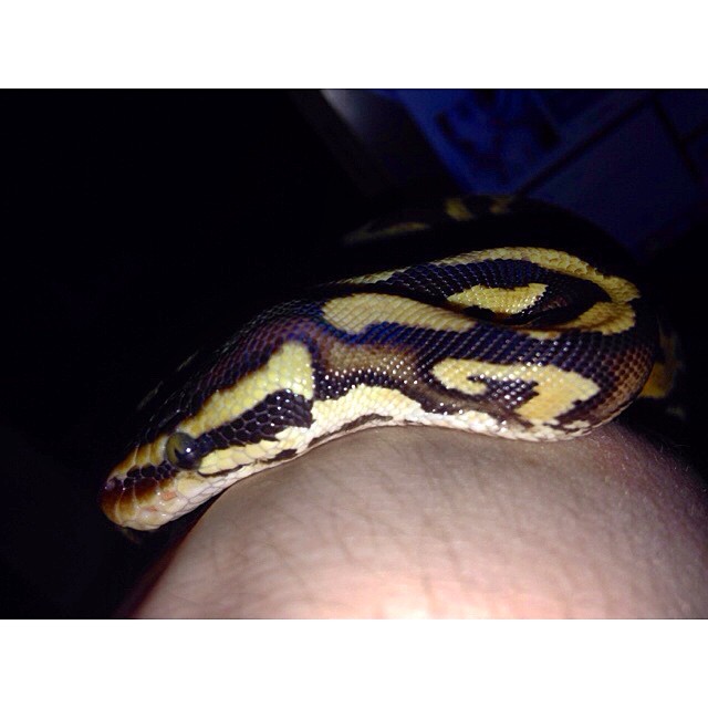 Citrus pastel yb poss flame male