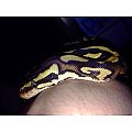 Citrus pastel yb poss flame male