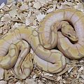 Coral glow spider poss enchi