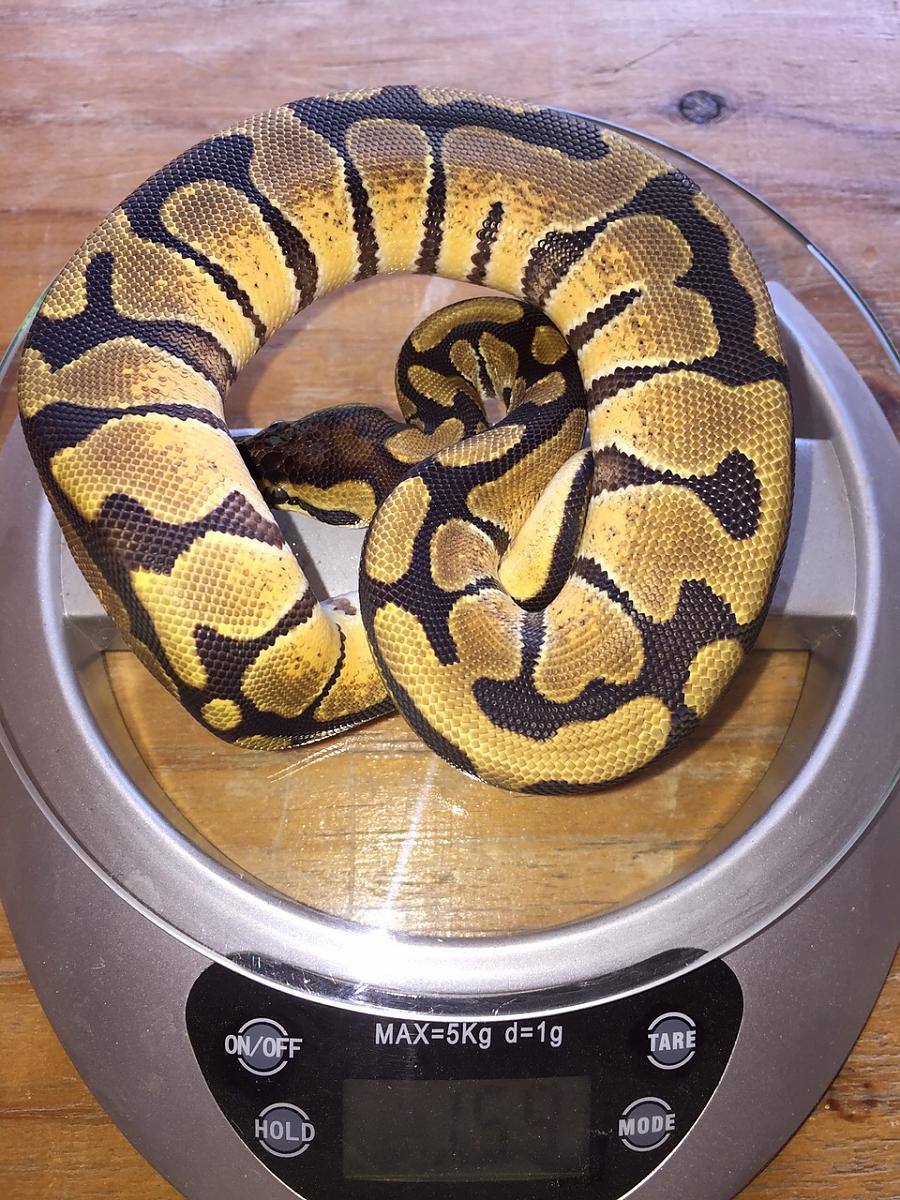 Enchi girl