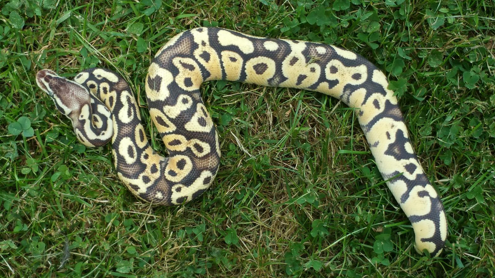 my snakes