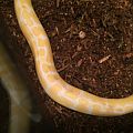 Shed??