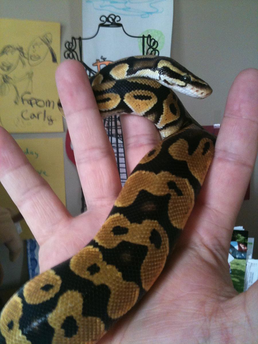 Persephone-Female Pastel