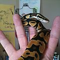 Persephone-Female Pastel