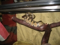 My snake!