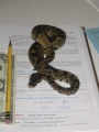 My snake!