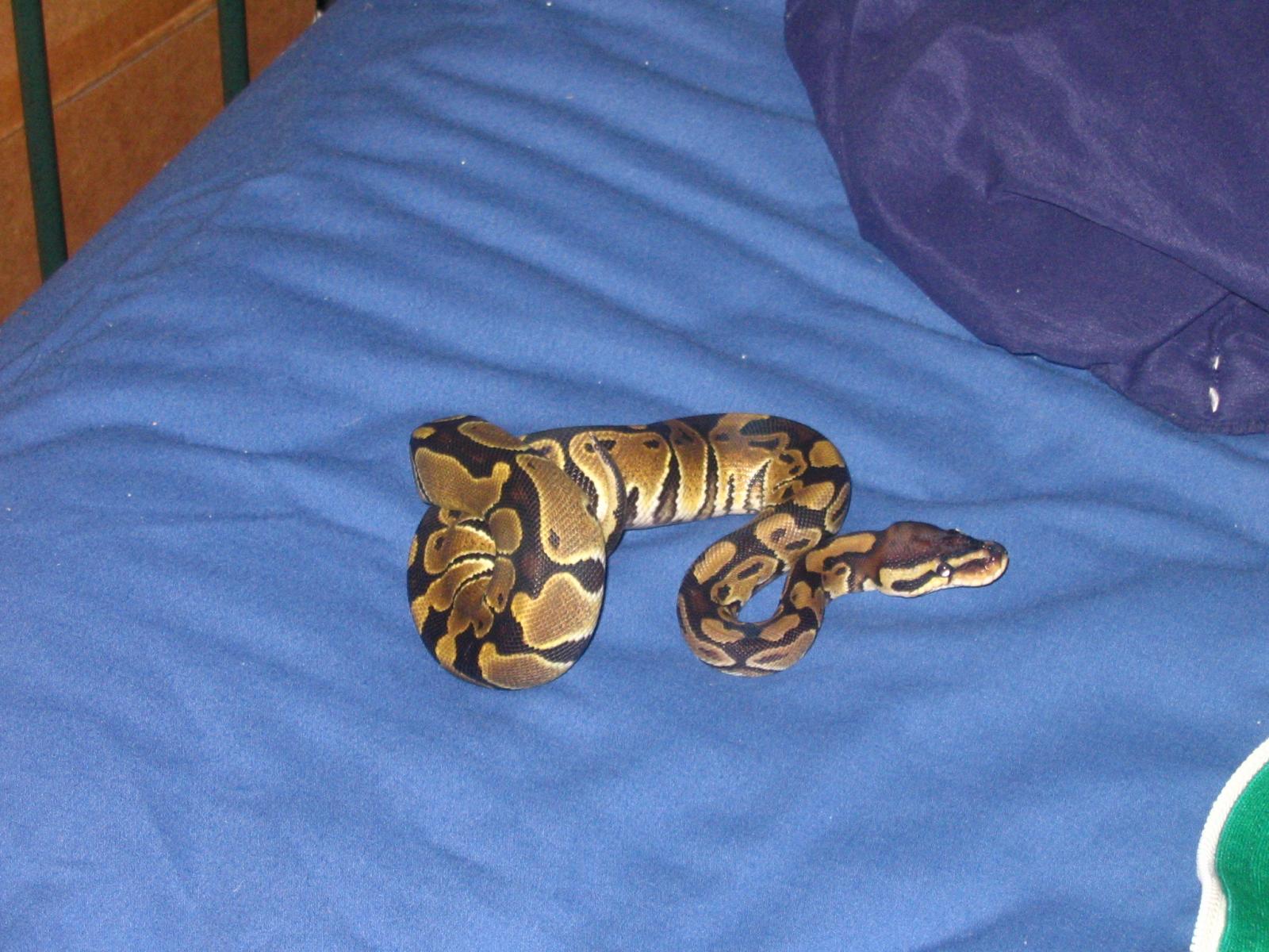My snake!