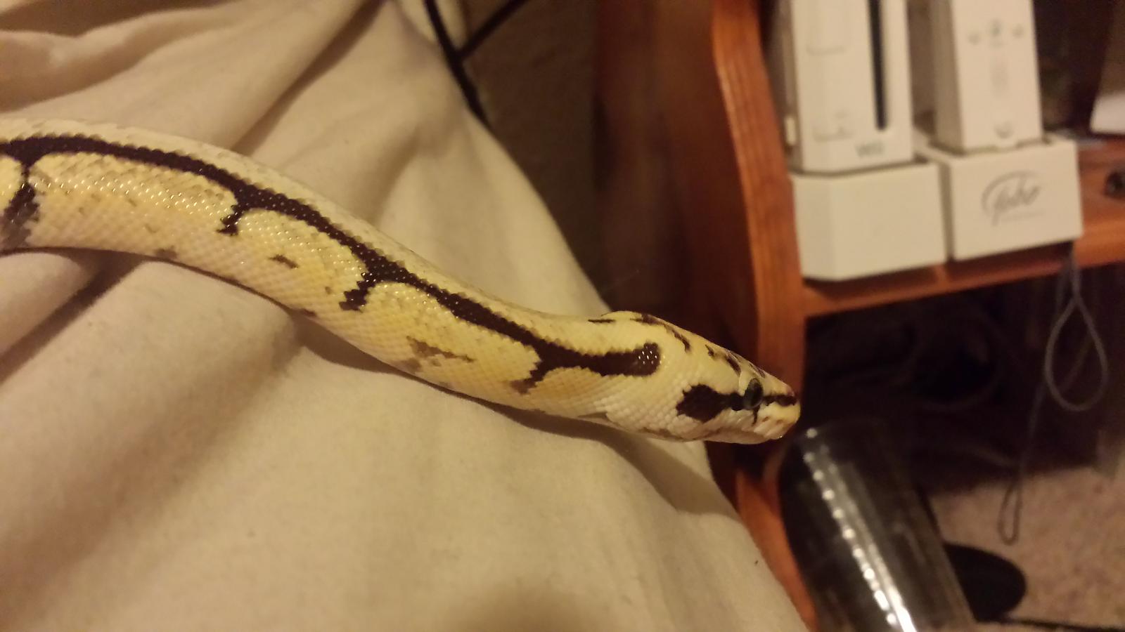 Mucali