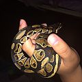 Post shed