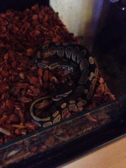Leonidas