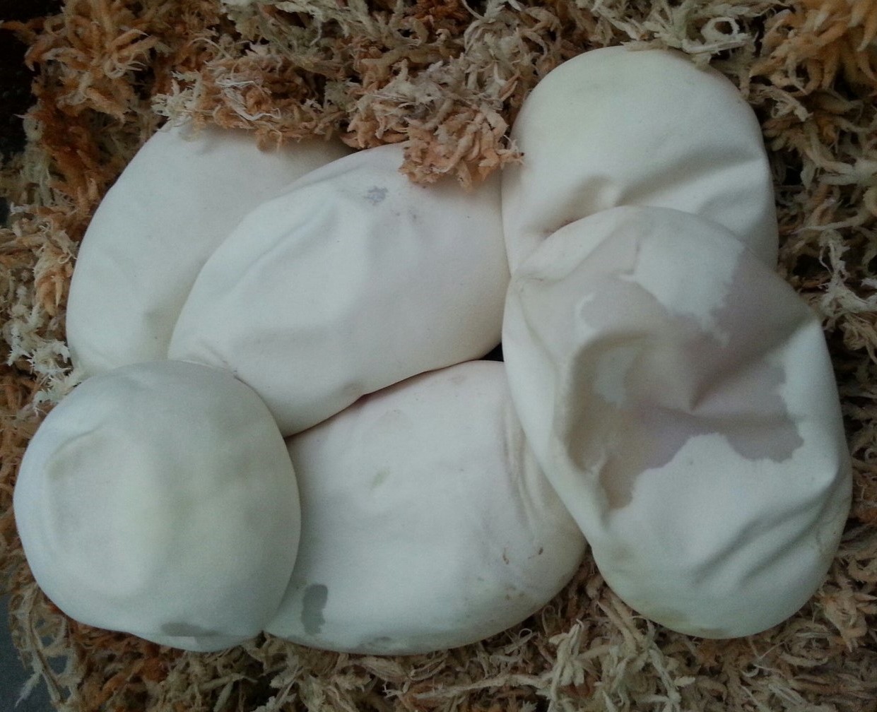 First Hatch