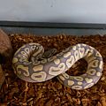 Yearling Mojave Hypo Male