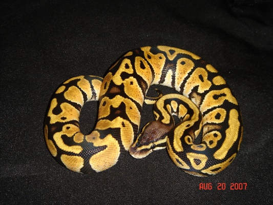 Jungle Pastel