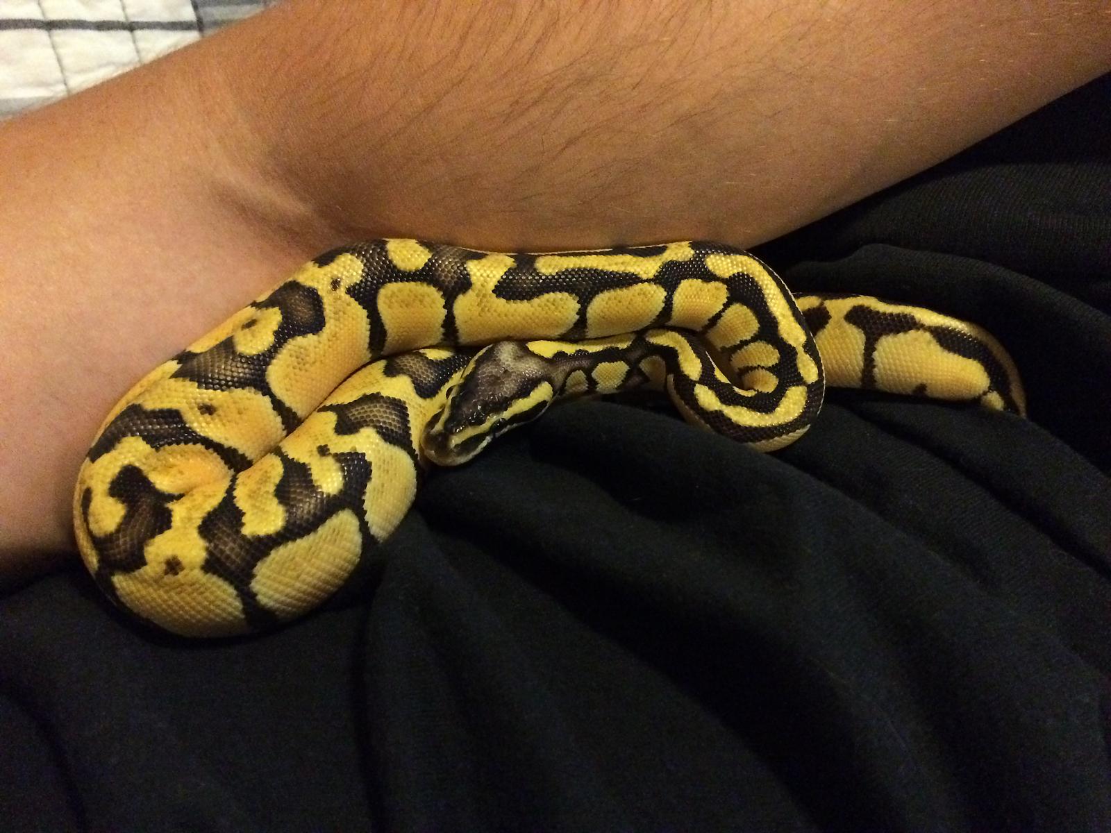 9/3/15