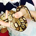 Butter Lesser Ball Python