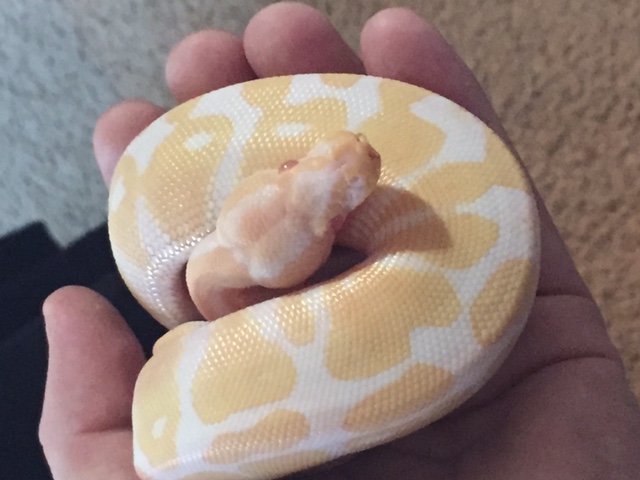Butters the Normal Albino BP