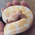 Butters the Normal Albino BP