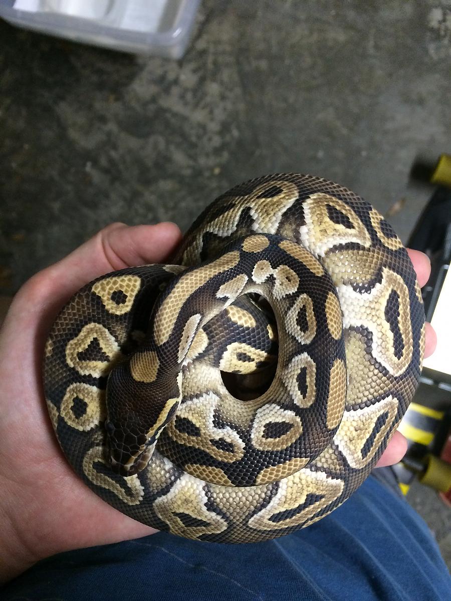 My Male Mojave BP
