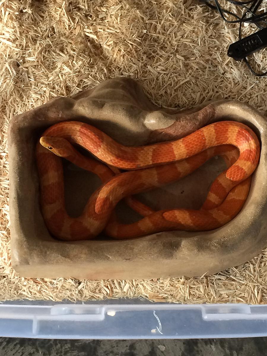 My Male Albino Corn Snake