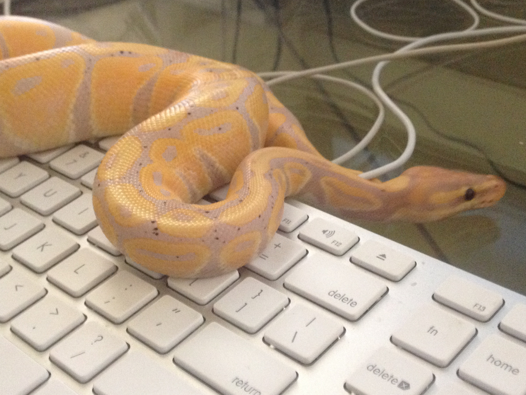 Bring your snake to work day