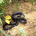 Black rat snake