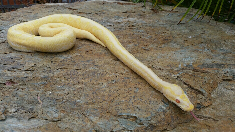 Female albino Spider "Ginger"