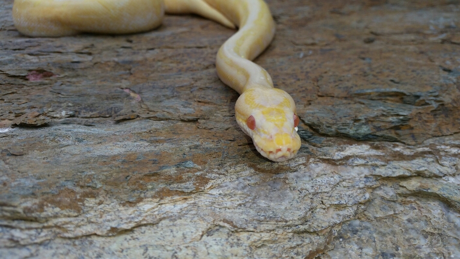 Female albino Spider "Ginger"