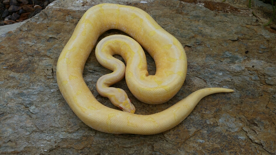 Female albino Spider "Ginger"