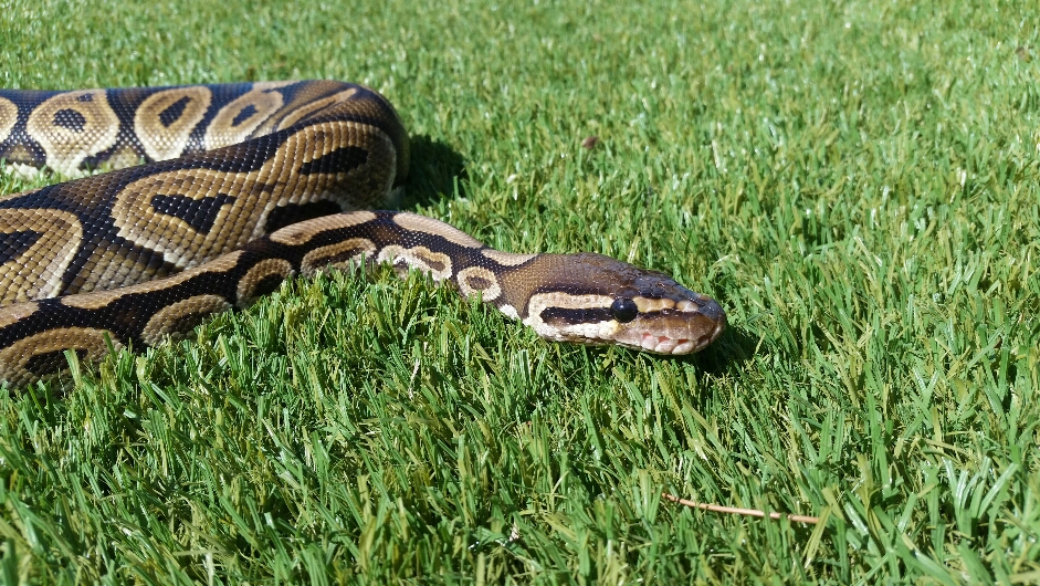 Female black pastel het albino "Jasmine"