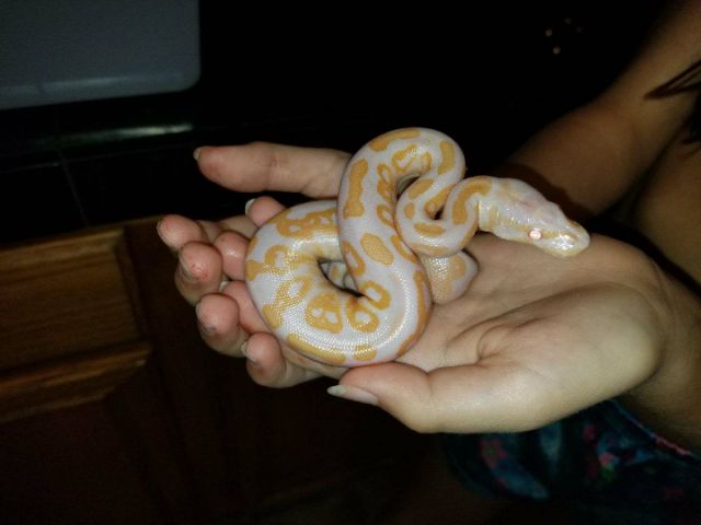 Albino black pastel