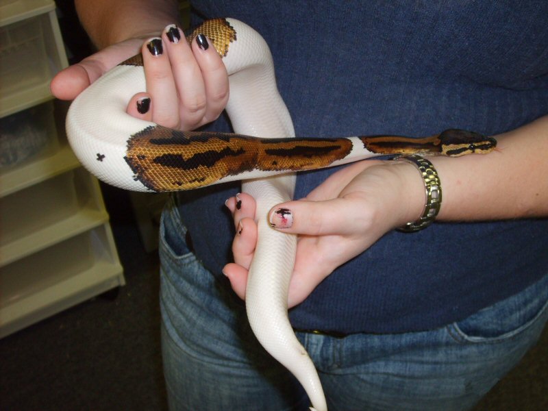 Another great pied shot