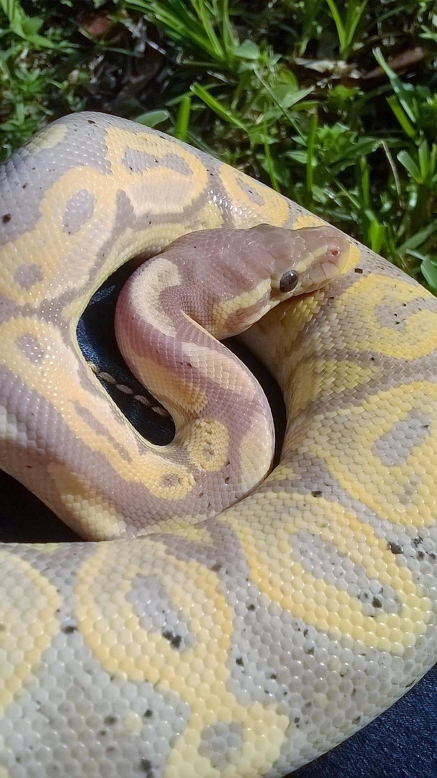 Shakespeare ♂