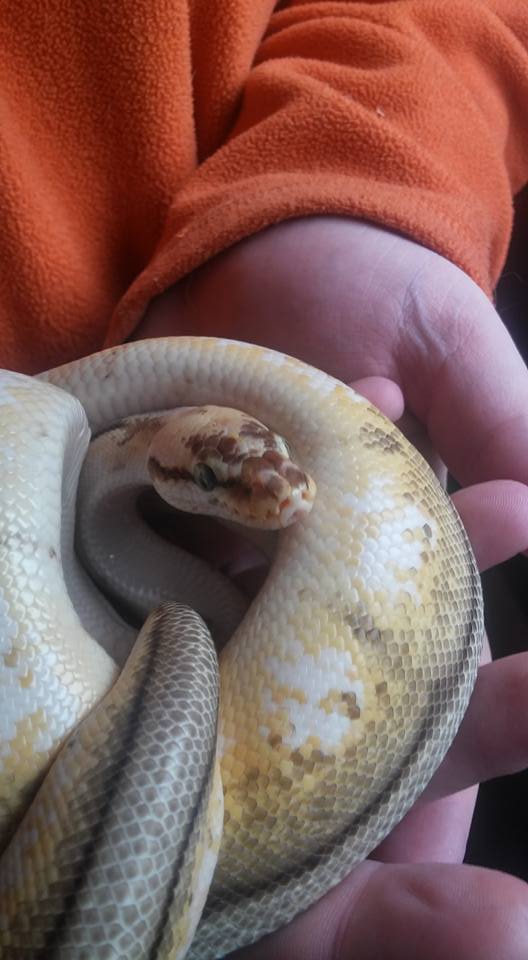 My Hornet Ball Python