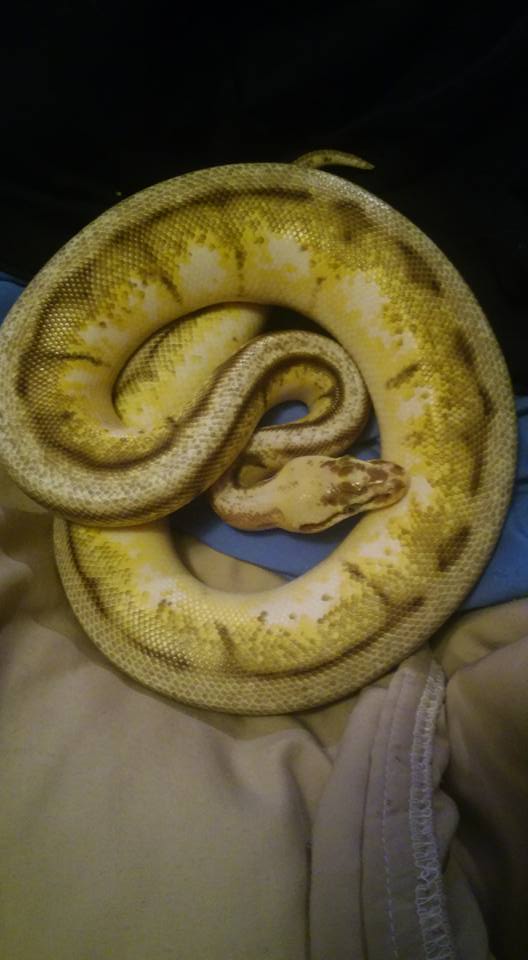 My Hornet Ball Python