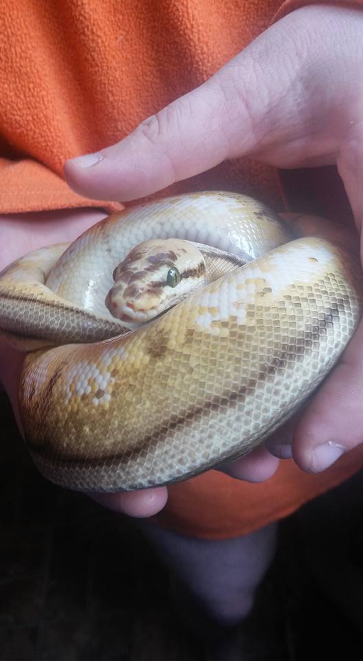 My Hornet Ball Python