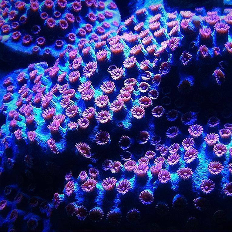 Reef and snakes