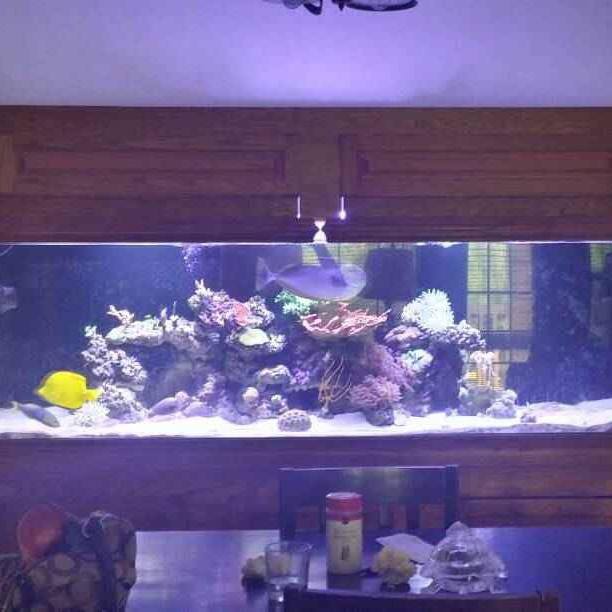 Reef and snakes